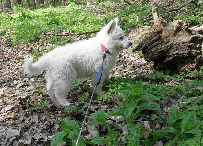 weisser Schferhund - die Grenzgnger